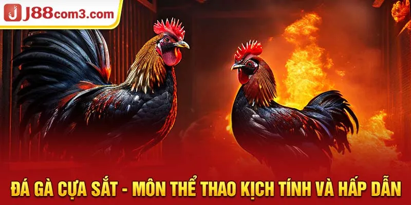 Đá Gà Cựa Sắt - Môn Thể Thao Kịch Tính Và Hấp Dẫn