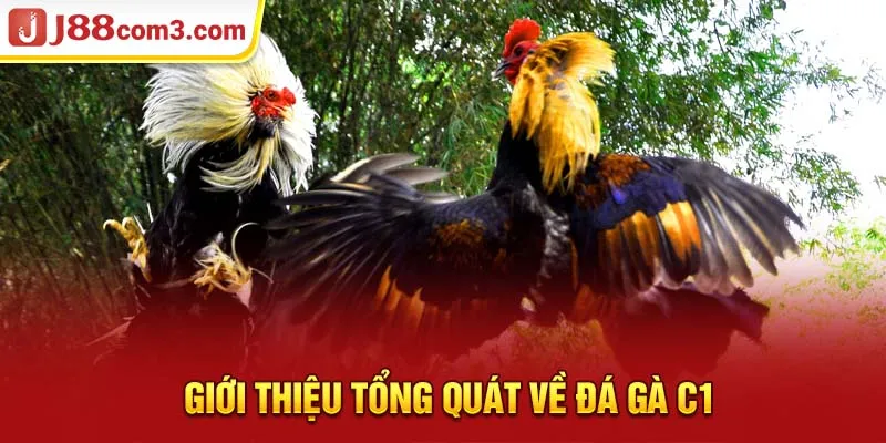 Tìm Hiểu Về Đá Gà C1 – Môn Thể Thao Kịch Tính Và Hấp Dẫn 2 Giới thiệu tổng quát về đá gà c1