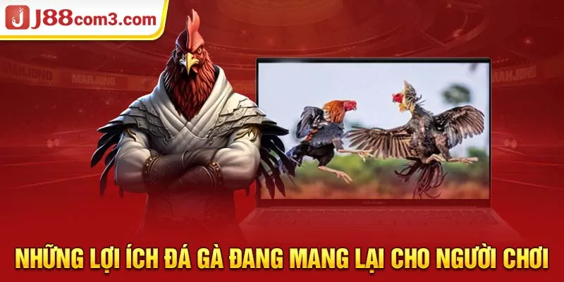 Những lợi ích đá gà đang mang lại cho người chơi