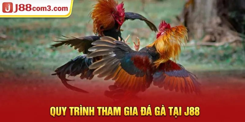 Tìm Hiểu Về Đá Gà C1 – Môn Thể Thao Kịch Tính Và Hấp Dẫn 4 Quy trình tham gia đá gà tại J88